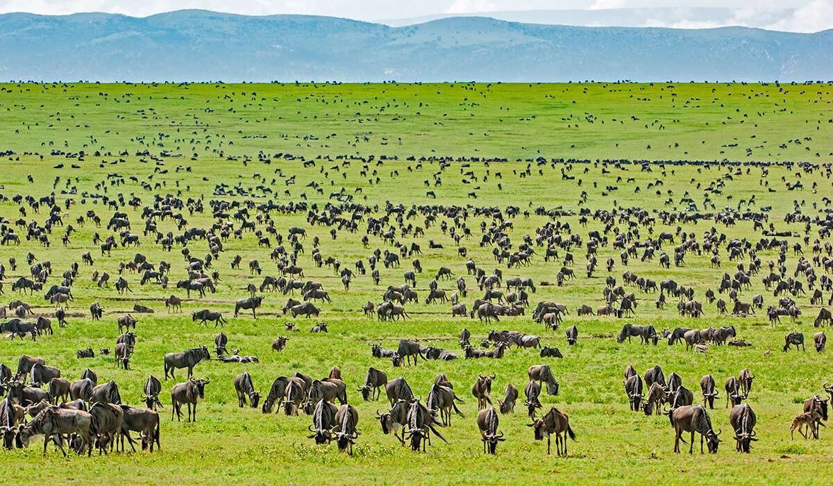 Serengeti National Park Gallery